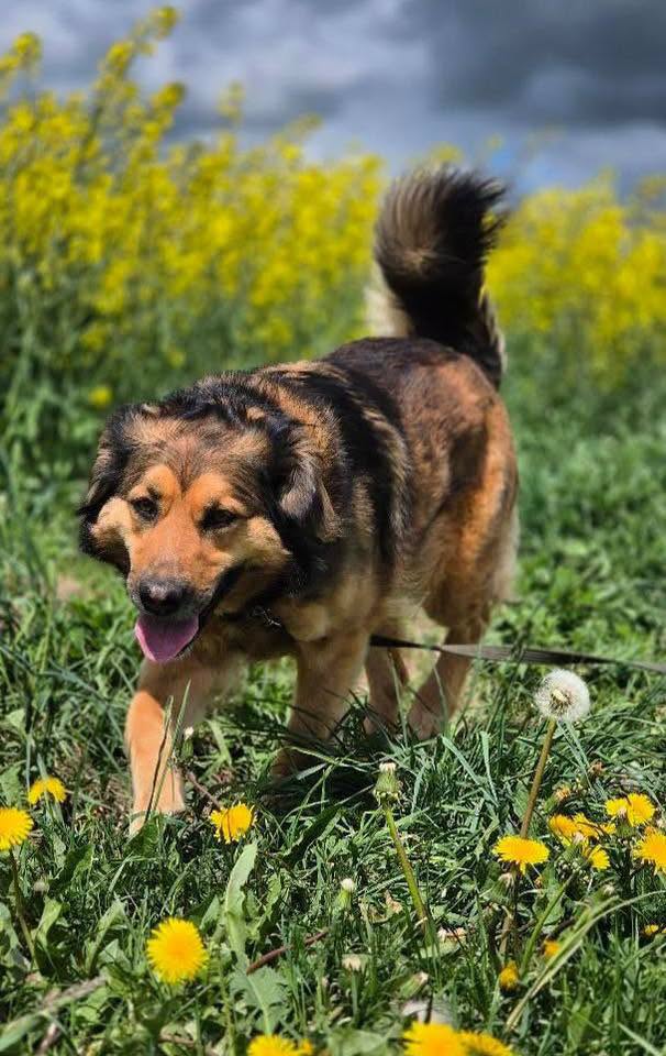Kuvassa voi olla koira