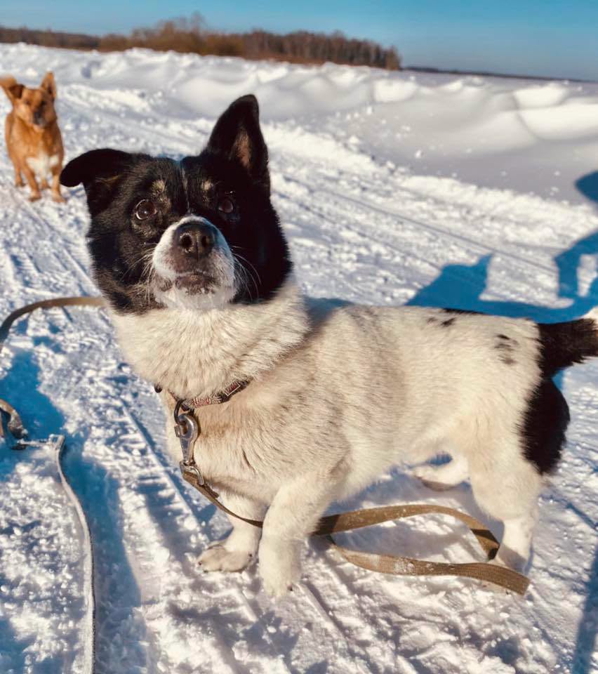 Kuvassa voi olla koira, koirareki ja arktinen alue