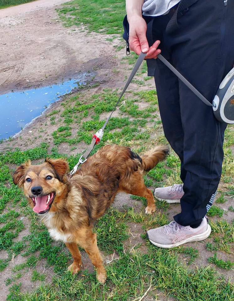 Kuvassa voi olla koira